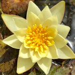 Pygmeae Helvola Yellow Dwarf Waterlily - Plants for Ponds