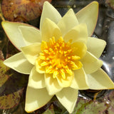 Pygmeae Helvola Yellow Dwarf Waterlily - Plants for Ponds