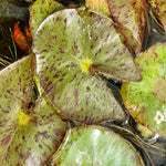 Pygmeae Helvola Yellow Dwarf Waterlily leaves pad - Plants for Ponds