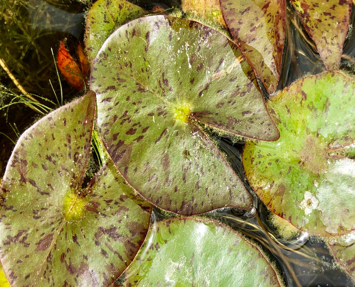 Pygmeae Helvola Yellow Dwarf Waterlily leaves pad - Plants for Ponds