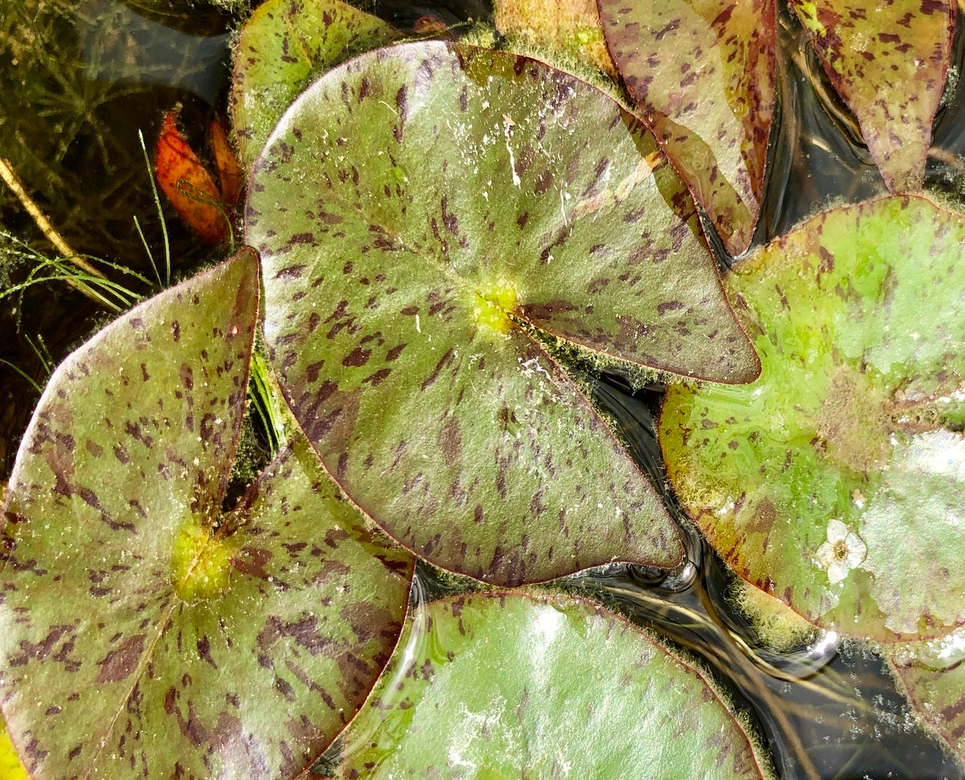 Pygmeae Helvola Yellow Dwarf Waterlily leaves pad - Plants for Ponds