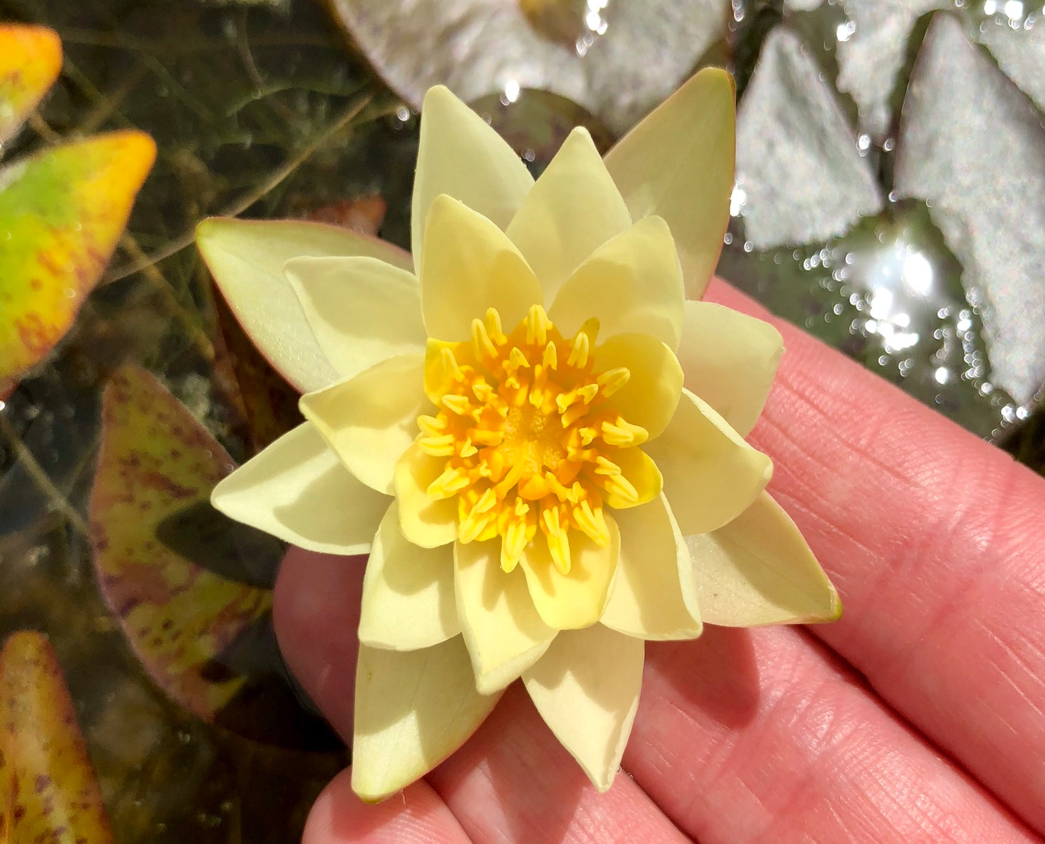 Pygmeae Helvola Yellow Dwarf Waterlily - Plants for Ponds