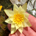 Pygmeae Helvola Yellow Dwarf Waterlily - Plants for Ponds