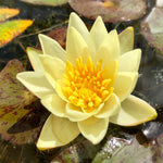 Pygmeae Helvola Yellow Dwarf Waterlily - Plants for Ponds