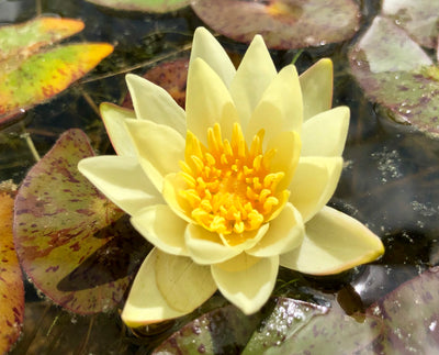 Pygmeae Helvola Yellow Dwarf Waterlily - Plants for Ponds