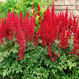 False Goats Beard | Astilbe Red