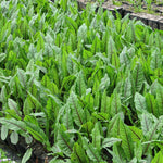 Bloodwort (Rumex sanguineus)