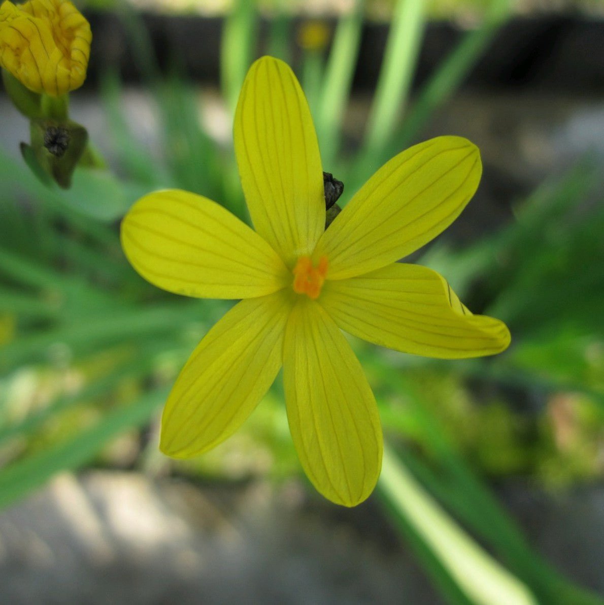 Yellow-eyed grass (Sisyrinchium californicum)