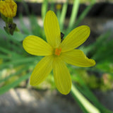 Yellow-eyed grass (Sisyrinchium californicum)
