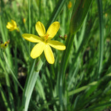 Yellow-eyed grass (Sisyrinchium californicum)
