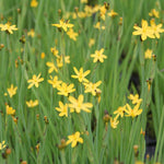 Yellow-eyed grass (Sisyrinchium californicum)