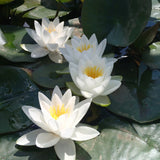 Virginalis - Water lily (Nymphaea Virginalis)