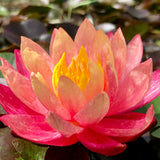 Wanvisa Waterlily