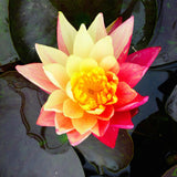 Wanvisa - Water lily (Nymphaea Wanvisa)