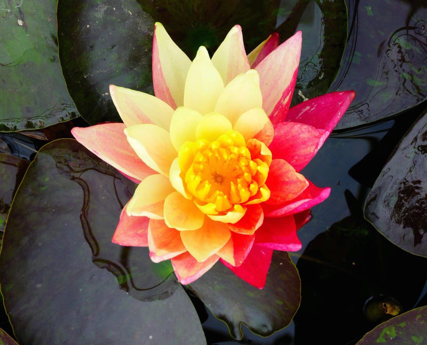 Wanvisa - Water lily (Nymphaea Wanvisa)