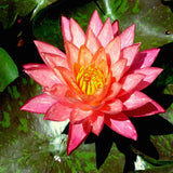 Wanvisa - Water lily (Nymphaea Wanvisa)