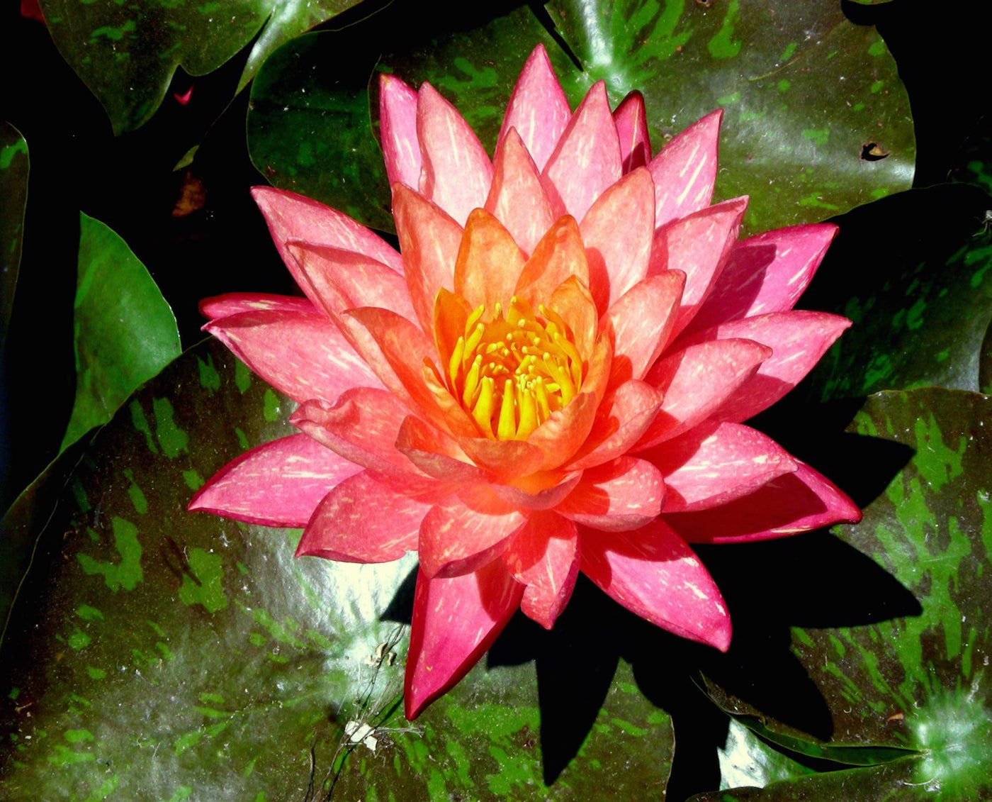 Wanvisa - Water lily (Nymphaea Wanvisa)