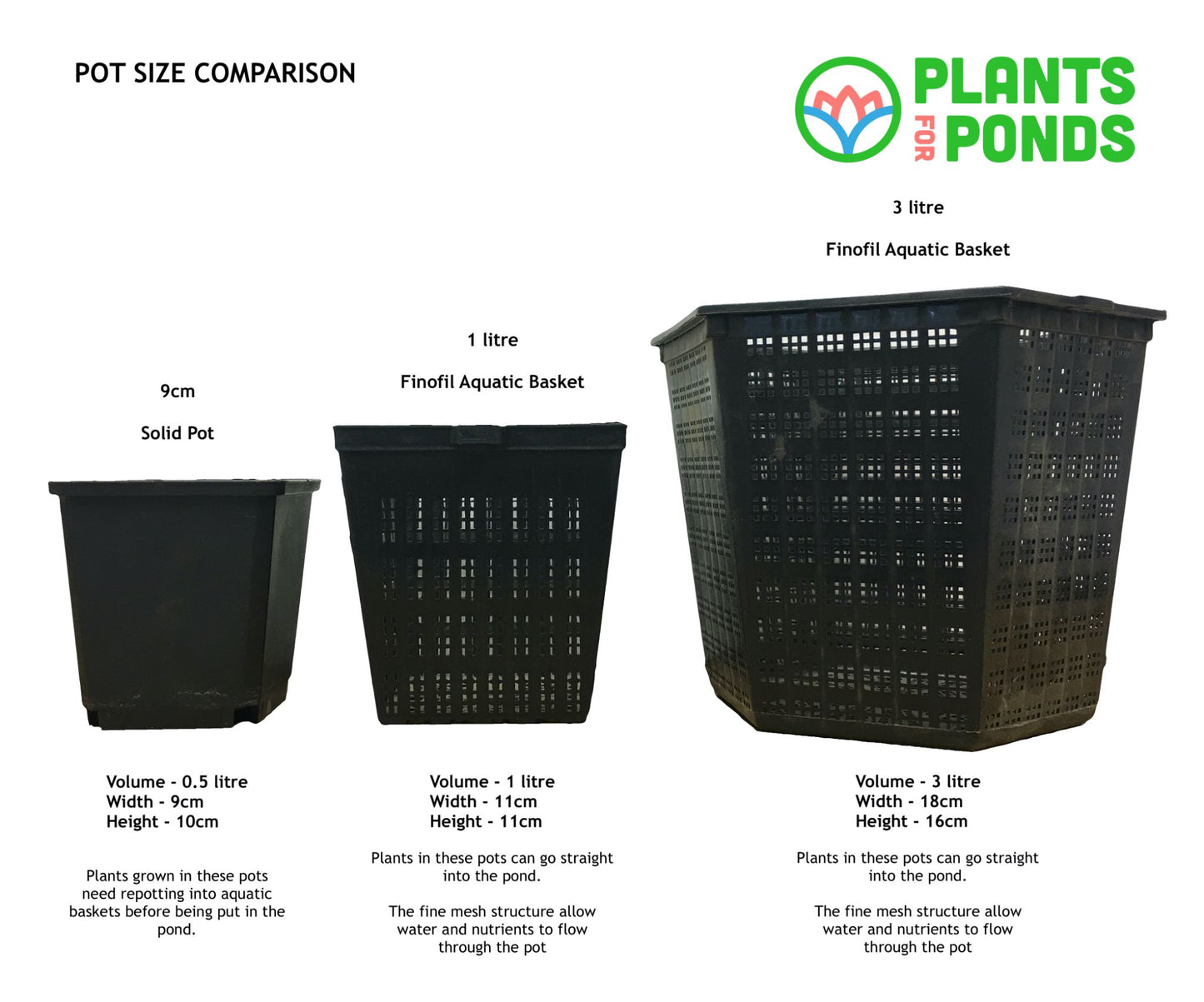 Giant King Cup | Caltha palustris polypetala