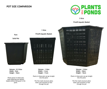 Giant King Cup | Caltha palustris polypetala