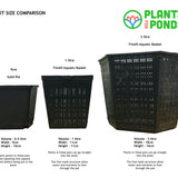 Elephant Ear | Colocasia rubra Black Magic