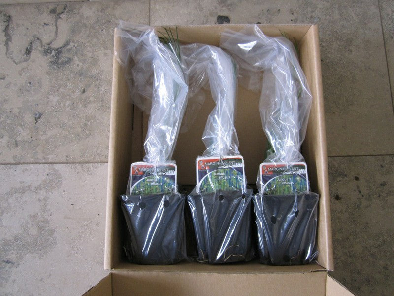 Packed Pond Plants - Plants for Ponds